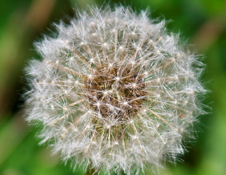 A dandelion clock: a sphere of seeds attached to a common center 